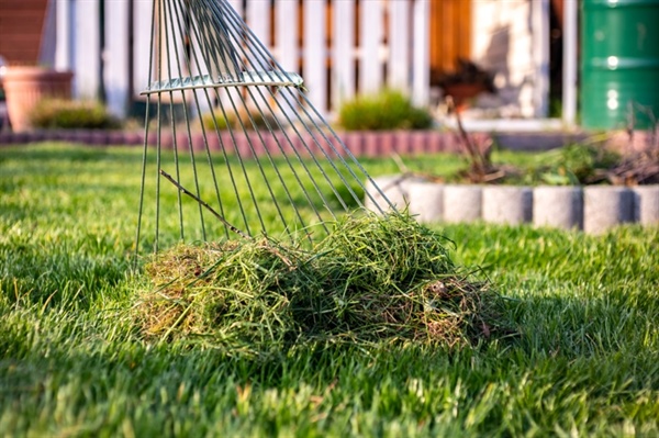 What Is Thatch, & How Can It Affect Your Lawn's Health?