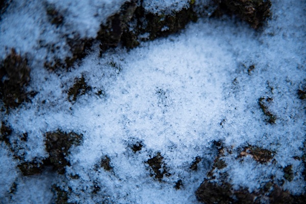 How to Prevent & Treat Snow Mold in Your Lawn