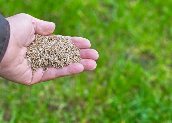 Selecting the Best Grass Seed for Your Minnesota Lawn